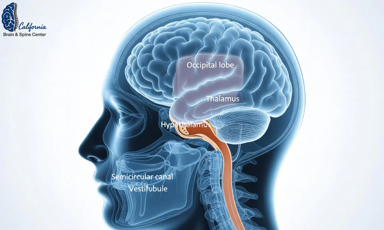 Medical illustration of a human head showing brain regions involved in migraine and the inner ear balance organs, connected with subtle lines, clean blue and white color palette, educational but calming.