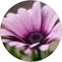 Alina S profile picture