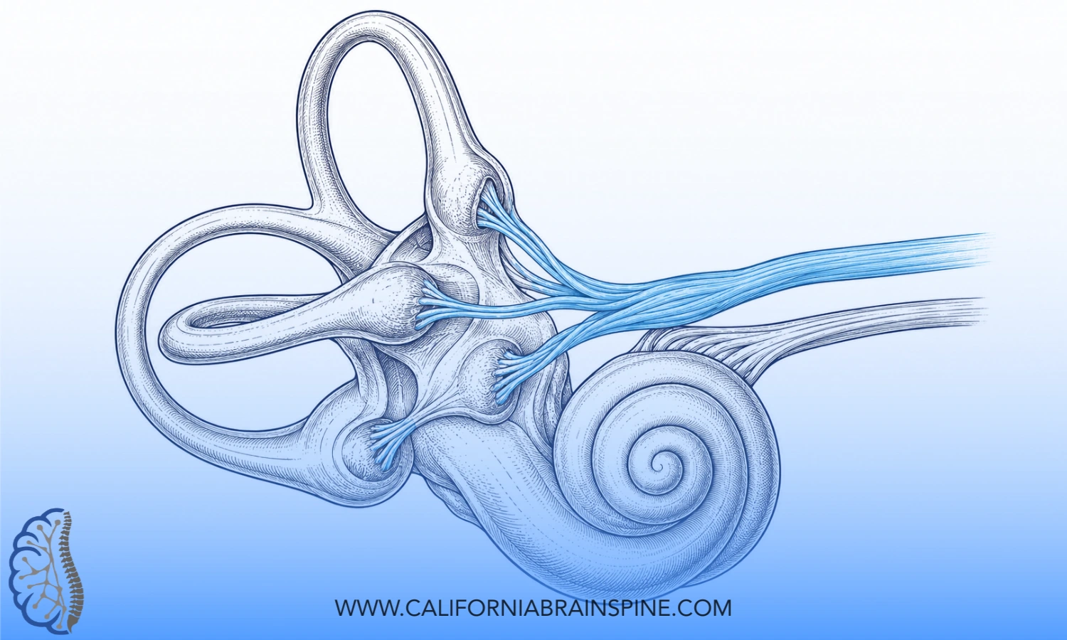 Patent-style line drawing of the inner ear and the vestibular nerve, the balance nerve that becomes inflamed in vestibular neuritis